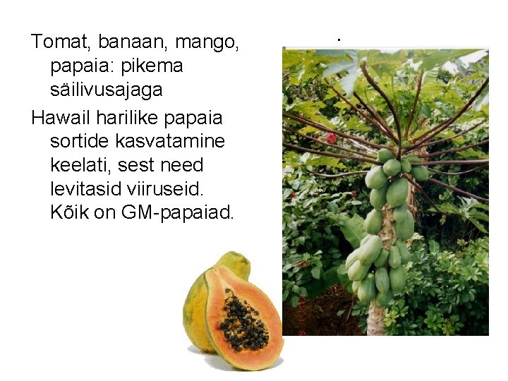 Tomat, banaan, mango, papaia: pikema säilivusajaga Hawail harilike papaia sortide kasvatamine keelati, sest need