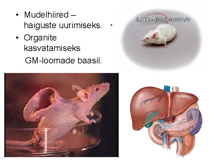  • Mudelhiired – haiguste uurimiseks. • Organite kasvatamiseks GM-loomade baasil. . 