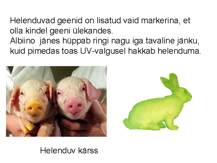 Helenduvad geenid on lisatud vaid markerina, et olla kindel geeni ülekandes. Albiino jänes hüppab