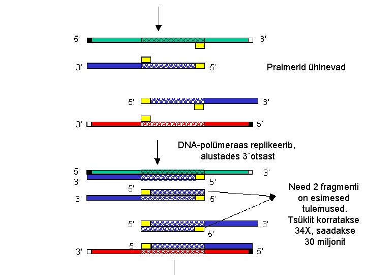 Praimerid ühinevad DNA-polümeraas replikeerib, alustades 3`otsast Need 2 fragmenti on esimesed tulemused. Tsüklit korratakse