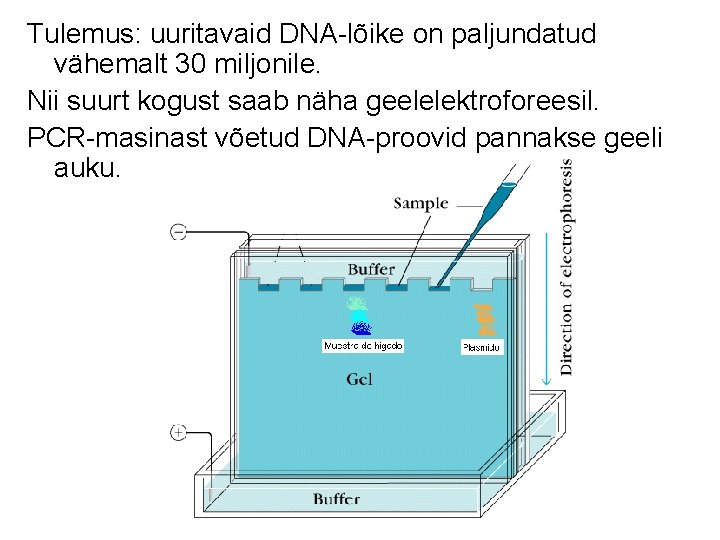 Tulemus: uuritavaid DNA-lõike on paljundatud vähemalt 30 miljonile. Nii suurt kogust saab näha geelelektroforeesil.