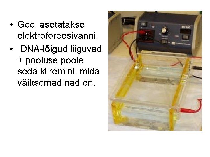  • Geel asetatakse elektroforeesivanni, • DNA-lõigud liiguvad + pooluse poole seda kiiremini, mida