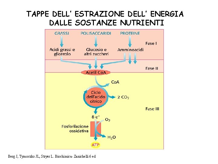 TAPPE DELL’ ESTRAZIONE DELL’ ENERGIA DALLE SOSTANZE NUTRIENTI Berg J, Tymoczko JL, Stryer L.