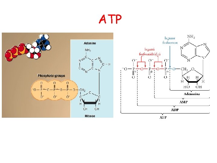 ATP 