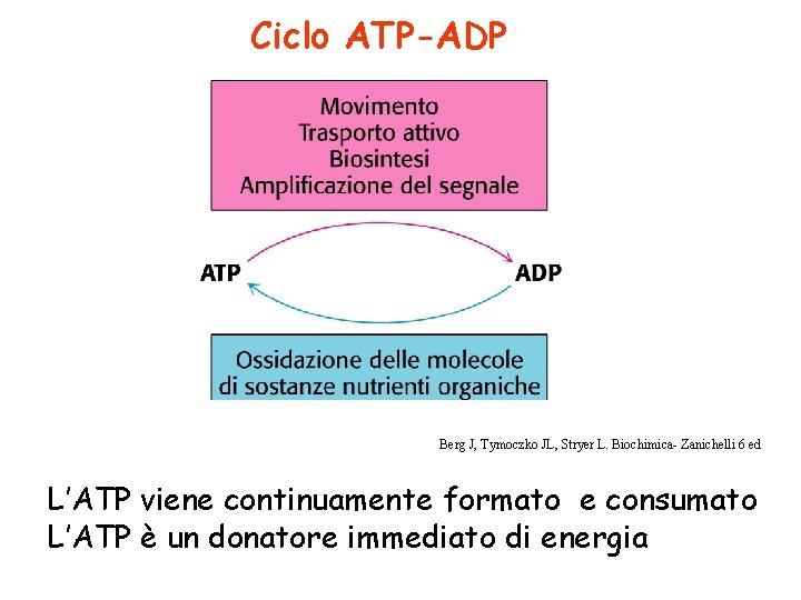Ciclo ATP-ADP Berg J, Tymoczko JL, Stryer L. Biochimica- Zanichelli 6 ed L’ATP viene