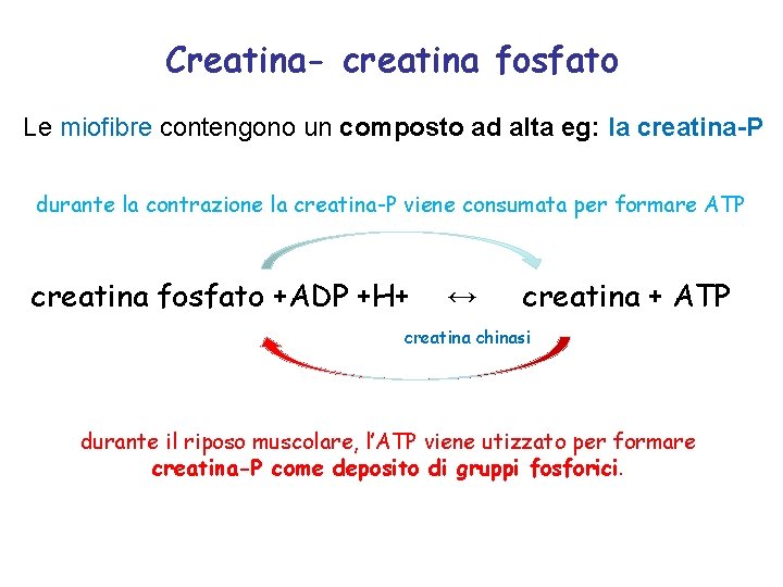 Creatina- creatina fosfato Le miofibre contengono un composto ad alta eg: la creatina-P durante