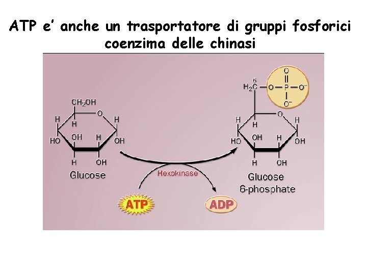 ATP e’ anche un trasportatore di gruppi fosforici coenzima delle chinasi 