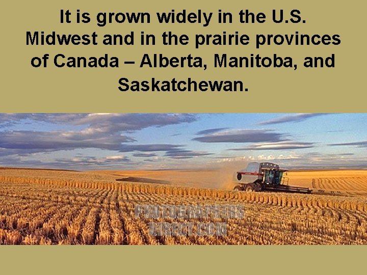 It is grown widely in the U. S. Midwest and in the prairie provinces
