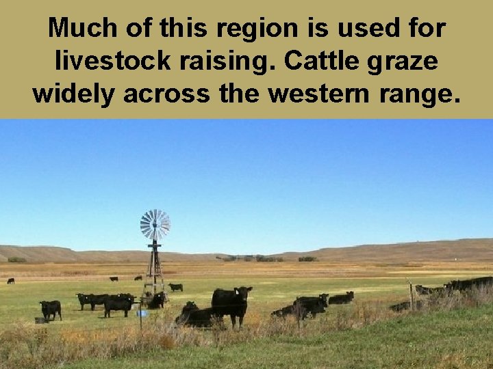 Much of this region is used for livestock raising. Cattle graze widely across the