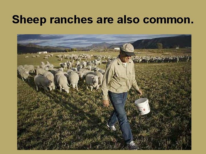 Sheep ranches are also common. 