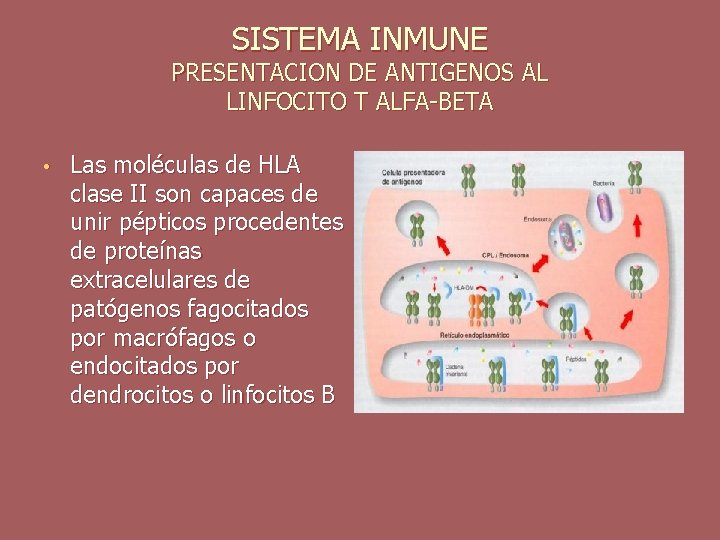 SISTEMA INMUNE PRESENTACION DE ANTIGENOS AL LINFOCITO T ALFA-BETA • Las moléculas de HLA