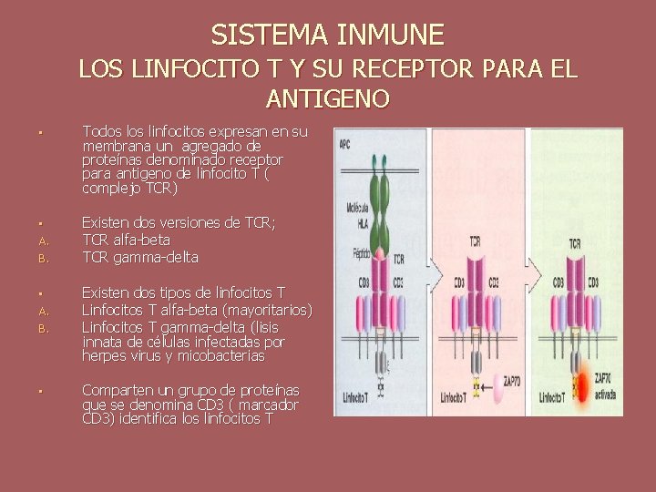 SISTEMA INMUNE LOS LINFOCITO T Y SU RECEPTOR PARA EL ANTIGENO • Todos linfocitos
