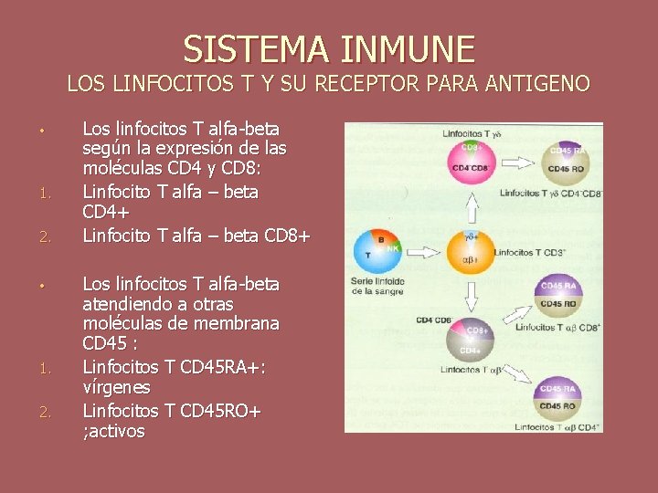 SISTEMA INMUNE LOS LINFOCITOS T Y SU RECEPTOR PARA ANTIGENO • 1. 2. Los