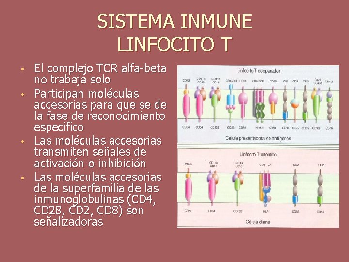 SISTEMA INMUNE LINFOCITO T El complejo TCR alfa-beta no trabaja solo • Participan moléculas
