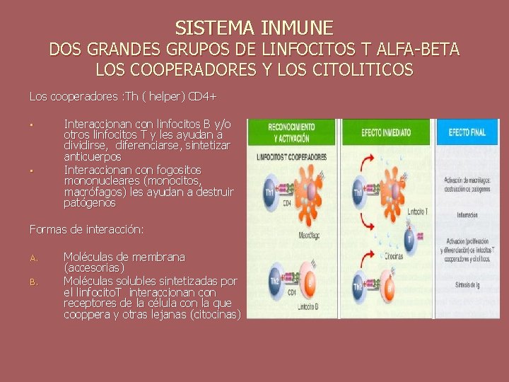 SISTEMA INMUNE DOS GRANDES GRUPOS DE LINFOCITOS T ALFA-BETA LOS COOPERADORES Y LOS CITOLITICOS