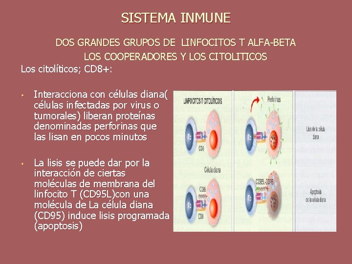SISTEMA INMUNE DOS GRANDES GRUPOS DE LINFOCITOS T ALFA-BETA LOS COOPERADORES Y LOS CITOLITICOS