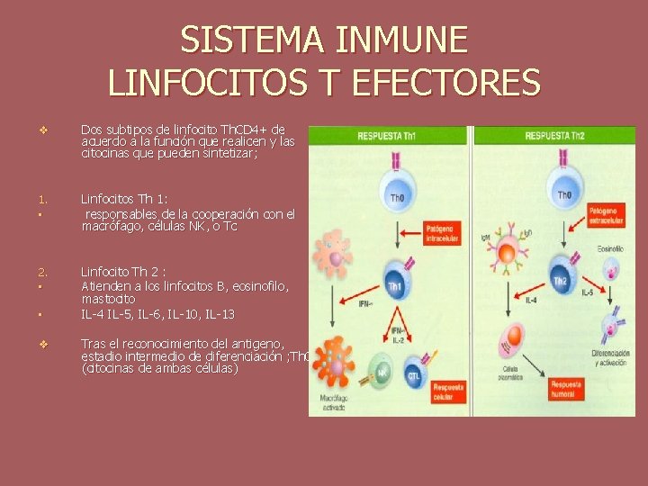 SISTEMA INMUNE LINFOCITOS T EFECTORES v Dos subtipos de linfocito Th. CD 4+ de