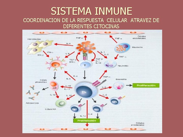 SISTEMA INMUNE COORDINACION DE LA RESPUESTA CELULAR ATRAVEZ DE DIFERENTES CITOCINAS 