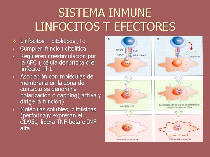 SISTEMA INMUNE LINFOCITOS T EFECTORES v • • Linfocitos T citolíticos ; Tc Cumplen