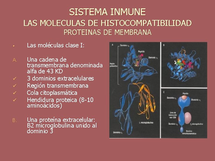 SISTEMA INMUNE LAS MOLECULAS DE HISTOCOMPATIBILIDAD PROTEINAS DE MEMBRANA • Las moléculas clase I: