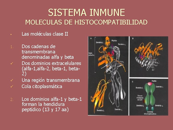 SISTEMA INMUNE MOLECULAS DE HISTOCOMPATIBILIDAD • Las moléculas clase II 1. Dos cadenas de