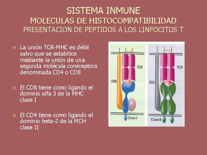 SISTEMA INMUNE MOLECULAS DE HISTOCOMPATIBILIDAD PRESENTACION DE PEPTIDOS A LOS LINFOCITOS T v La