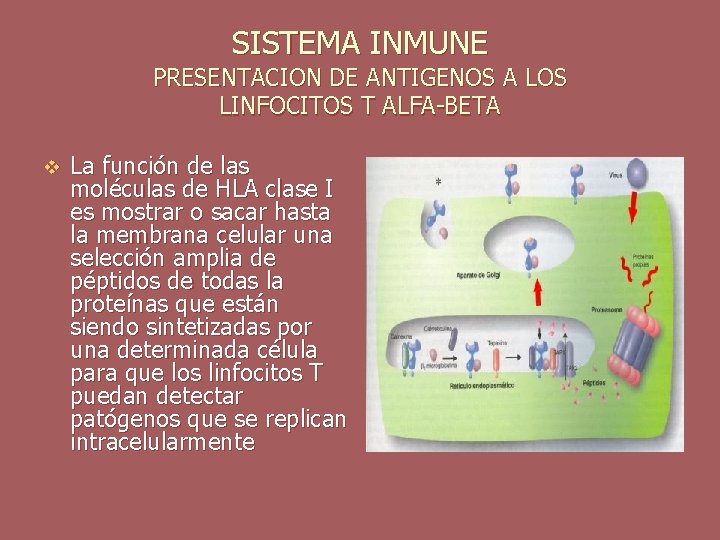 SISTEMA INMUNE PRESENTACION DE ANTIGENOS A LOS LINFOCITOS T ALFA-BETA v La función de