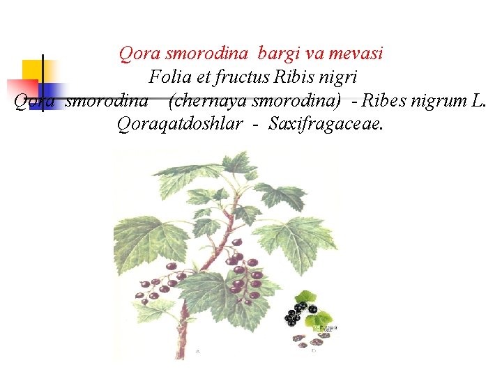 Qora smorodina bargi va mеvasi Folia et fructus Ribis nigri Qora smorodina (chernaya smorodina)