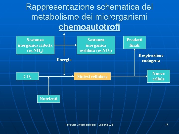 Rappresentazione schematica del metabolismo dei microrganismi chemoautotrofi Sostanza inorganica ridotta (es. NH 4) Sostanza