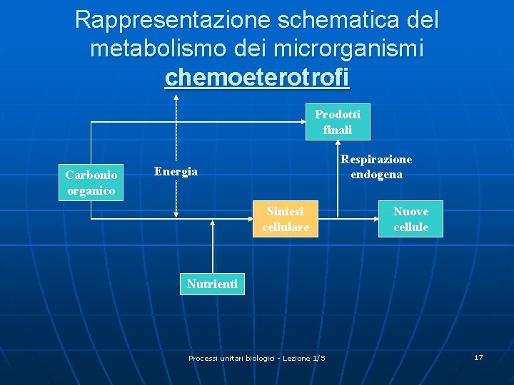 Rappresentazione schematica del metabolismo dei microrganismi chemoeterotrofi Prodotti finali Carbonio organico Respirazione endogena Energia