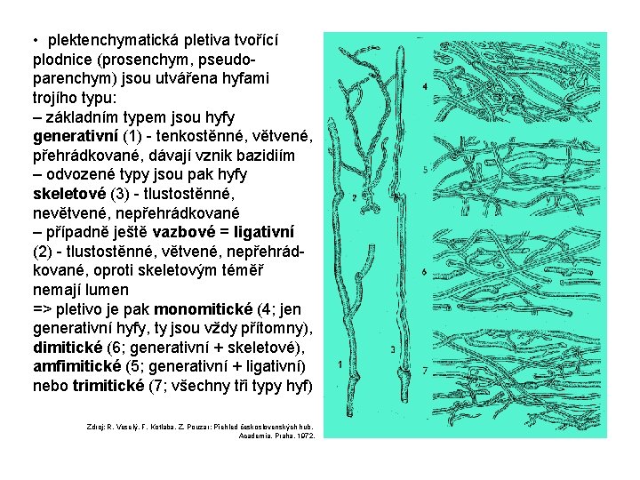  • plektenchymatická pletiva tvořící plodnice (prosenchym, pseudoparenchym) jsou utvářena hyfami trojího typu: –