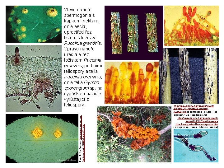 Foto B. Steffenson, http: //www. apsnet. org /online/archive/1998/barley 70. htm Vlevo nahoře spermogonia s