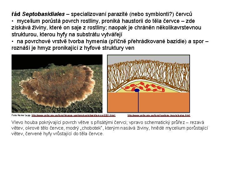 řád Septobasidiales – specializovaní parazité (nebo symbionti? ) červců • mycelium porůstá povrch rostliny,