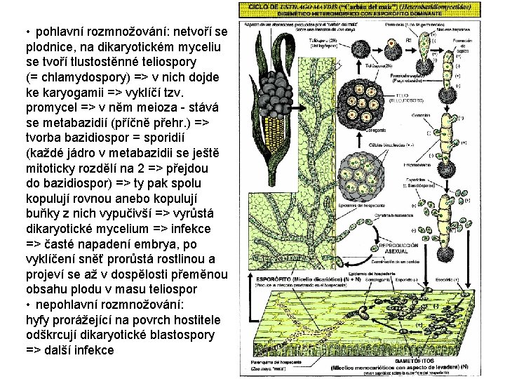  • pohlavní rozmnožování: netvoří se plodnice, na dikaryotickém myceliu se tvoří tlustostěnné teliospory