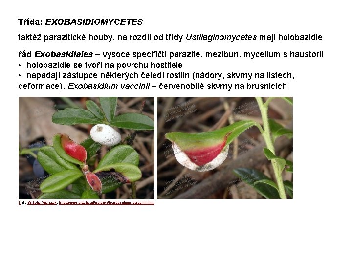 Třída: EXOBASIDIOMYCETES taktéž parazitické houby, na rozdíl od třídy Ustilaginomycetes mají holobazidie řád Exobasidiales