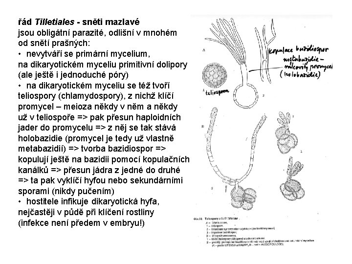 řád Tilletiales - sněti mazlavé jsou obligátní parazité, odlišní v mnohém od snětí prašných: