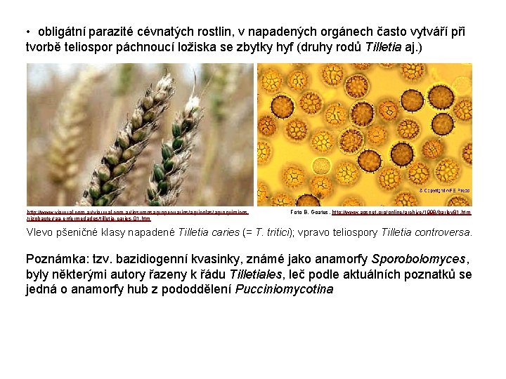  • obligátní parazité cévnatých rostlin, v napadených orgánech často vytváří při tvorbě teliospor