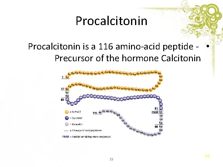 Procalcitonin is a 116 amino-acid peptide - • Precursor of the hormone Calcitonin 33