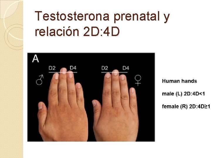 Testosterona prenatal y relación 2 D: 4 D 