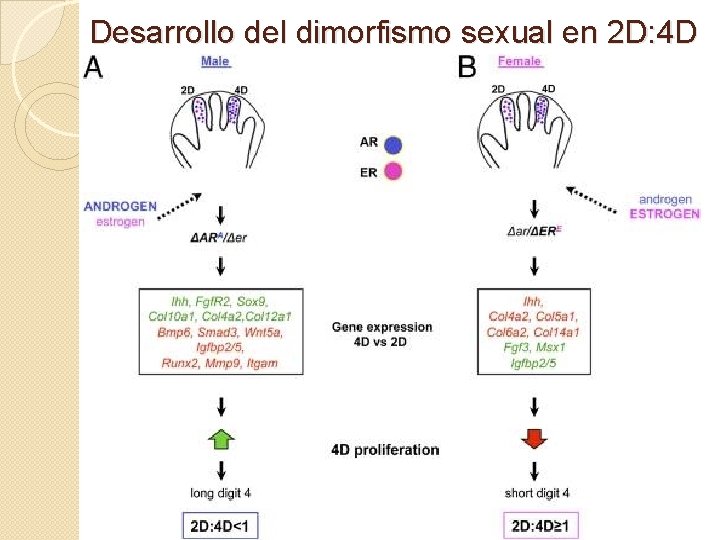 Desarrollo del dimorfismo sexual en 2 D: 4 D 