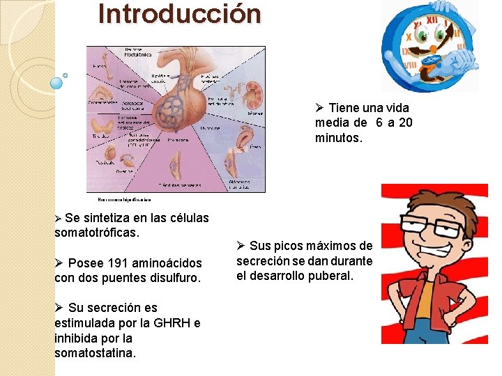 Introducción Ø Tiene una vida media de 6 a 20 minutos. Ø Se sintetiza
