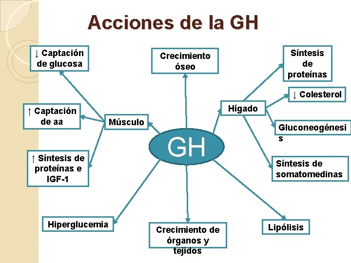 Acciones de la GH ↓ Captación de glucosa Síntesis de proteínas Crecimiento óseo ↓