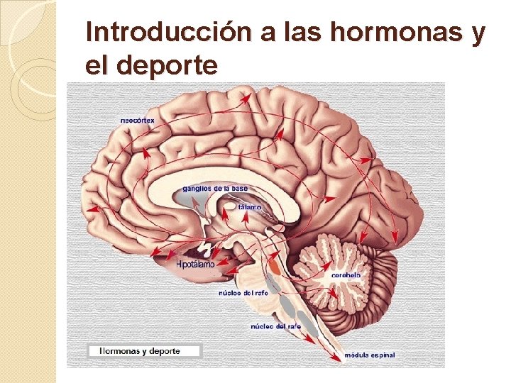 Introducción a las hormonas y el deporte 