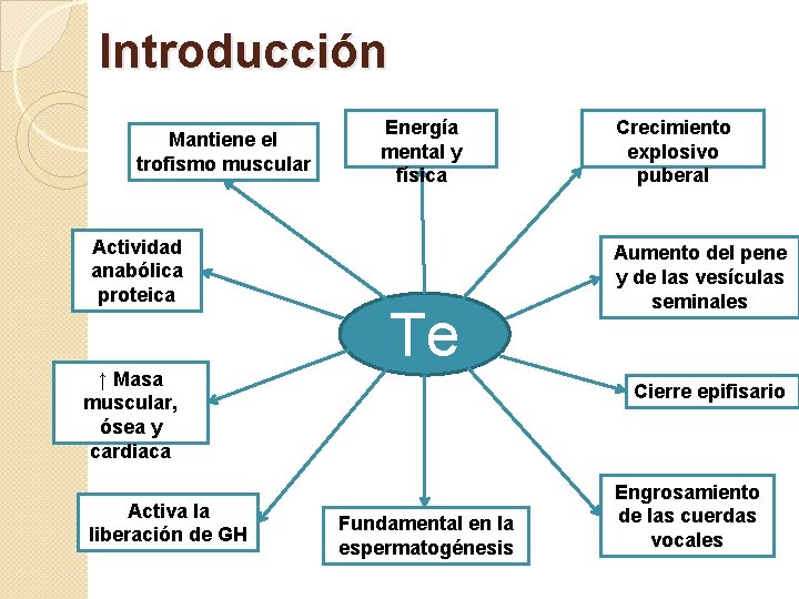 Introducción Mantiene el trofismo muscular Actividad anabólica proteica ↑ Masa muscular, ósea y cardiaca