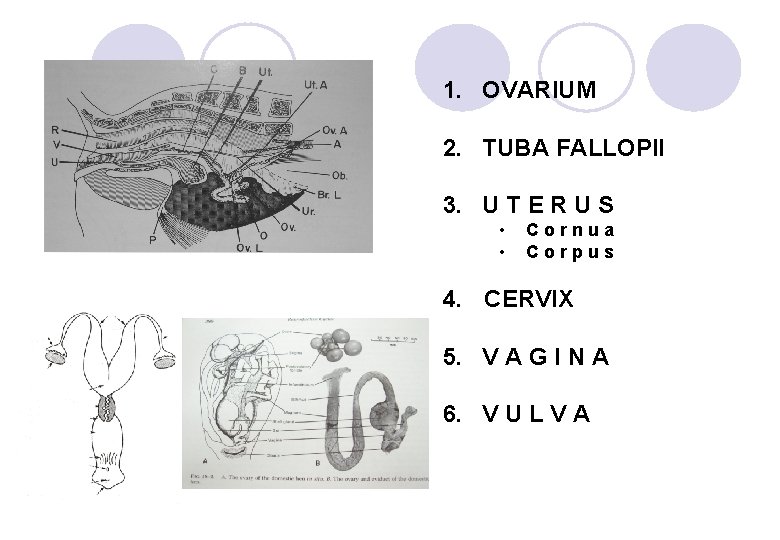 1. OVARIUM 2. TUBA FALLOPII 3. U T E R U S • •