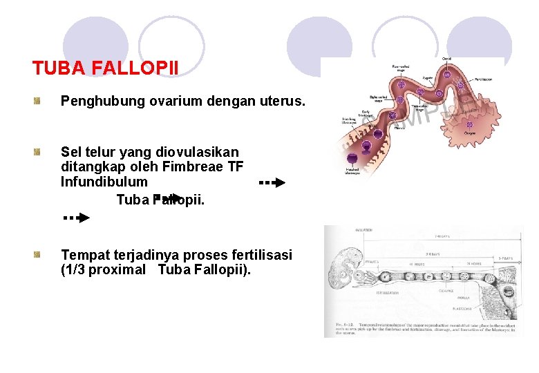 TUBA FALLOPII Penghubung ovarium dengan uterus. Sel telur yang diovulasikan ditangkap oleh Fimbreae TF