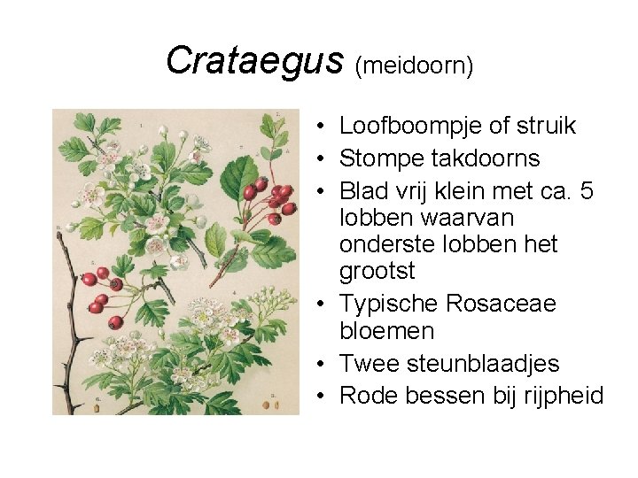 Crataegus (meidoorn) • Loofboompje of struik • Stompe takdoorns • Blad vrij klein met