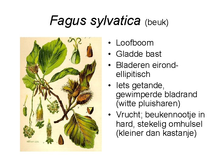 Fagus sylvatica (beuk) • Loofboom • Gladde bast • Bladeren eirondellipitisch • Iets getande,