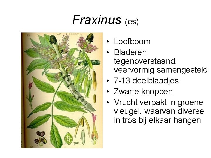 Fraxinus (es) • Loofboom • Bladeren tegenoverstaand, veervormig samengesteld • 7 -13 deelblaadjes •