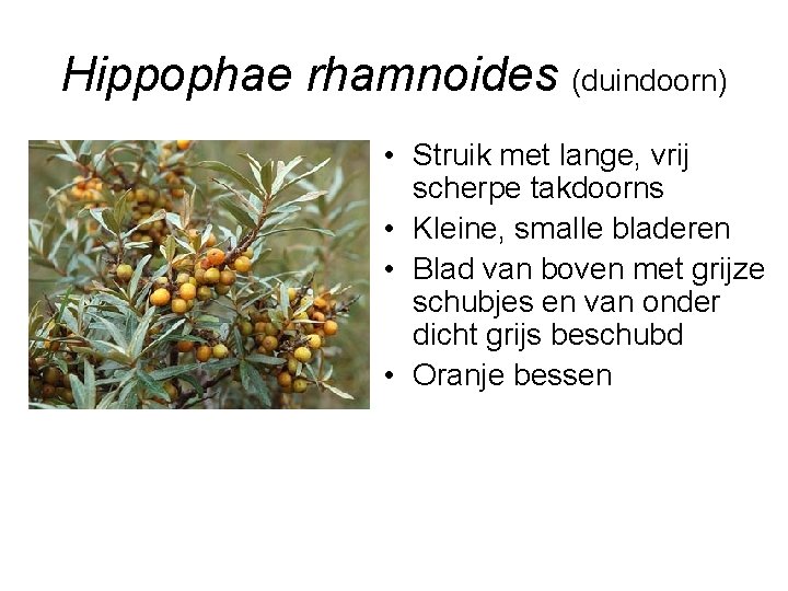 Hippophae rhamnoides (duindoorn) • Struik met lange, vrij scherpe takdoorns • Kleine, smalle bladeren